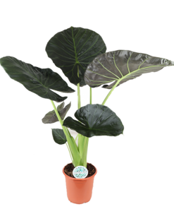 Alocasia Regal Shield Ø 24 cm – ↕110 cm