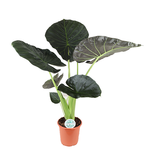 Alocasia Regal Shield Ø 24 cm – ↕110 cm