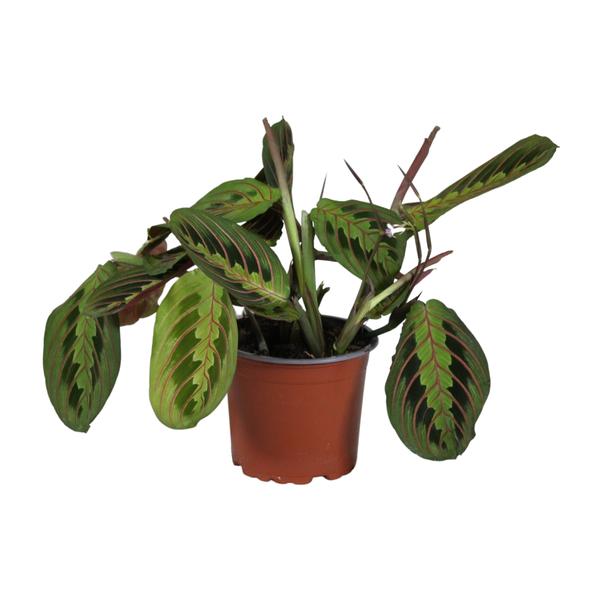 Maranta Leuconeura Fascinator – Ø12cm – ↕30cm