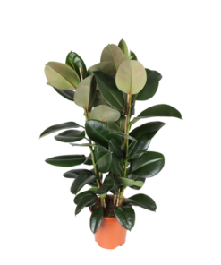 Ficus Elastica Robusta Ø27cm – ↕115cm