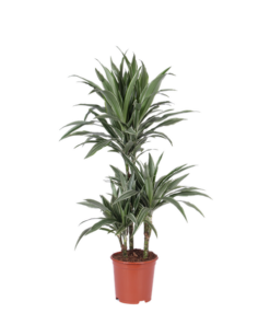 Dracaena Warneckii Ø21cm – ↕65cm