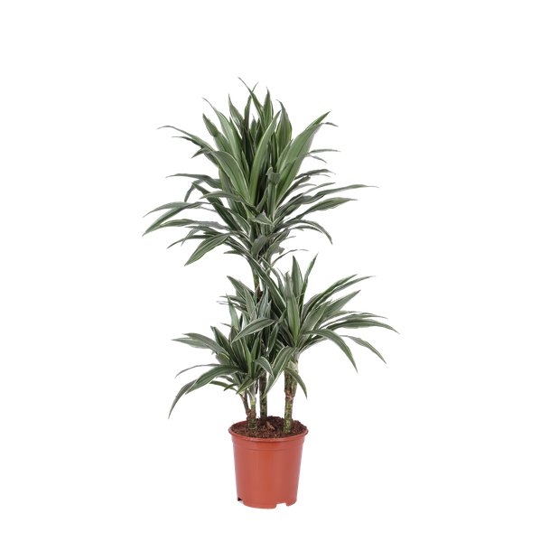 Dracaena Warneckii Ø21cm – ↕65cm