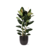 Ficus Elastica Robusta Ø24cm – ↕110cm in Boule ANTRACIET pot