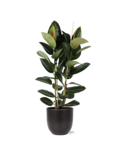 Ficus Elastica Robusta Ø24cm – ↕110cm in Boule ANTRACIET pot