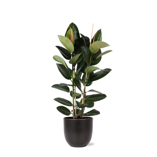 Ficus Elastica Robusta Ø24cm – ↕110cm in Boule ANTRACIET pot