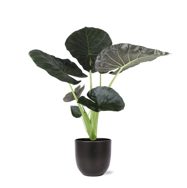 Alocasia Regal Shield Ø 24 cm – ↕110 cm im Übertopf Farbe ANTHRAZIT