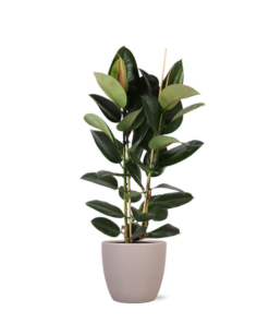 Ficus Elastica Robusta Ø24cm – ↕110cm in Boule TAUPE pot