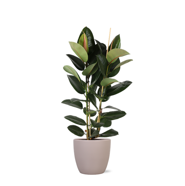 Ficus Elastica Robusta Ø24cm – ↕110cm in Boule TAUPE pot