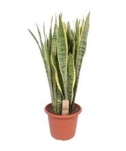 Sansevieria Trifasciata Laurentii – Ø30cm – ↕110cm