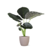 Alocasia Regal Shield Ø 24 cm – ↕110 cm im Übertopf Farbe Graubraun