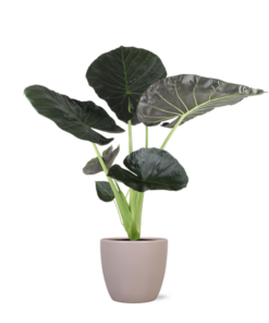 Alocasia Regal Shield Ø 24 cm – ↕110 cm im Übertopf Farbe Graubraun