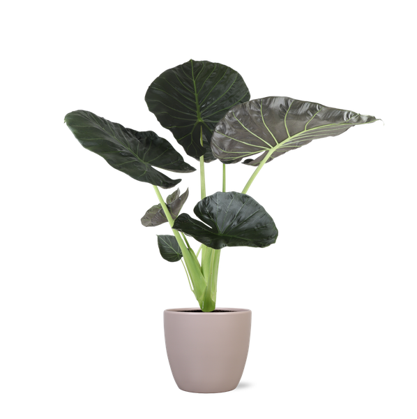 Alocasia Regal Shield Ø 24 cm – ↕110 cm im Übertopf Farbe Graubraun