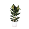 Ficus Elastica Robusta Ø24cm – ↕110cm in Boule WIT pot