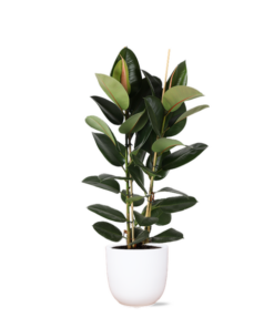 Ficus Elastica Robusta Ø24cm – ↕110cm in Boule WIT pot