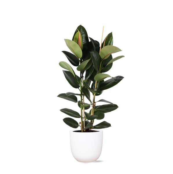 Ficus Elastica Robusta Ø24cm – ↕110cm in Boule WIT pot