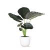 Alocasia Regal Shield Ø 24 cm – ↕110 cm im Übertopf Farbe Weiß