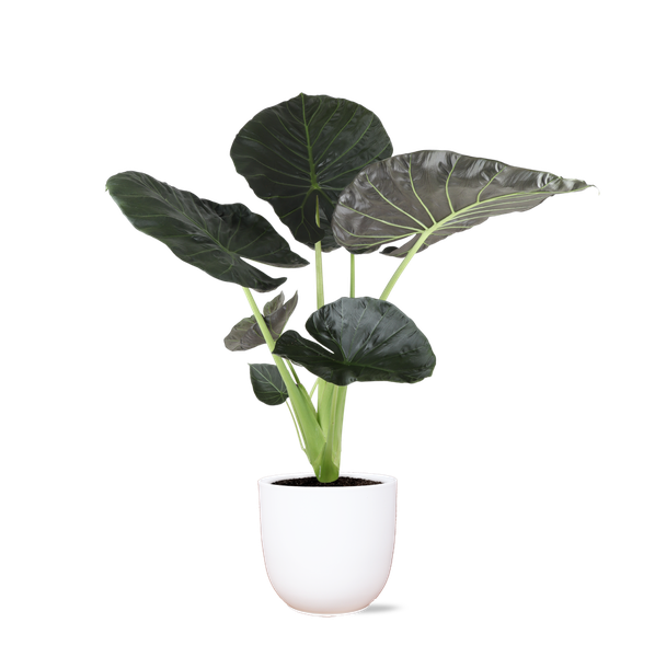 Alocasia Regal Shield Ø 24 cm – ↕110 cm im Übertopf Farbe Weiß