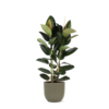 Ficus Elastica Robusta Ø24cm – ↕110cm in Boule OLIJF pot