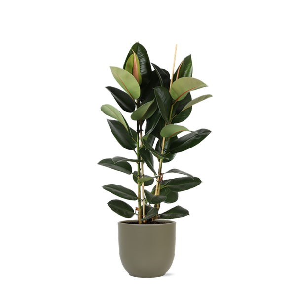 Ficus Elastica Robusta Ø24cm – ↕110cm in Boule OLIJF pot