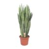 Sansevieria Zeylanica – Ø30cm – ↕110cm