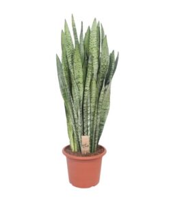 Sansevieria Zeylanica – Ø30cm – ↕110cm