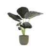 Alocasia Regal Shield Ø 24 cm – ↕110 cm im Übertopf Farbe OLIVE