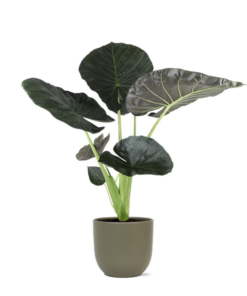 Alocasia Regal Shield Ø 24 cm – ↕110 cm im Übertopf Farbe OLIVE