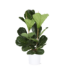 Ficus Lyrata – Ø24cm – ↕120cm in Era WIT pot