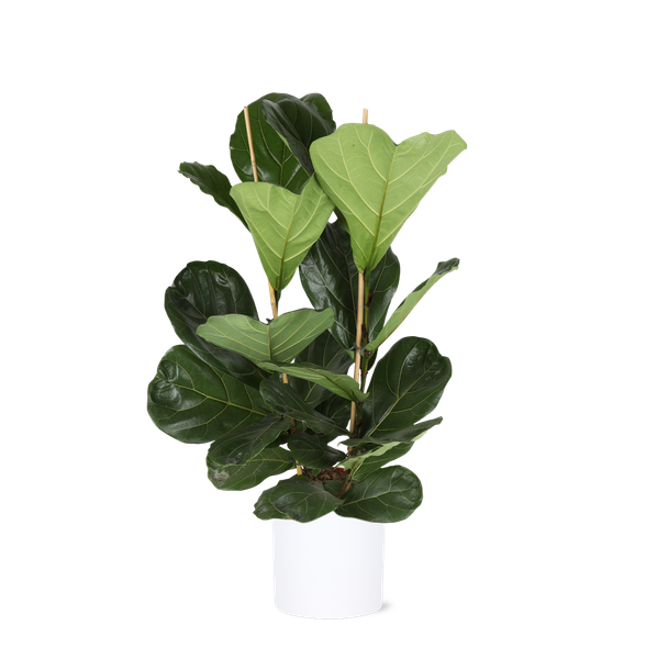 Ficus Lyrata – Ø24cm – ↕120cm in Era WIT pot