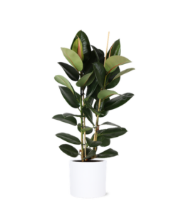 Ficus Elastica Robusta Ø24cm – ↕110cm in Era WIT pot