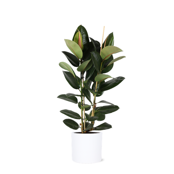 Ficus Elastica Robusta Ø24cm – ↕110cm in Era WIT pot