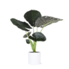 Alocasia Regal Shield Ø 24 cm – ↕110 cm im Übertopf Farbe WEISS