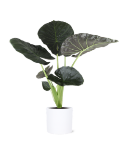 Alocasia Regal Shield Ø 24 cm – ↕110 cm im Übertopf Farbe WEISS