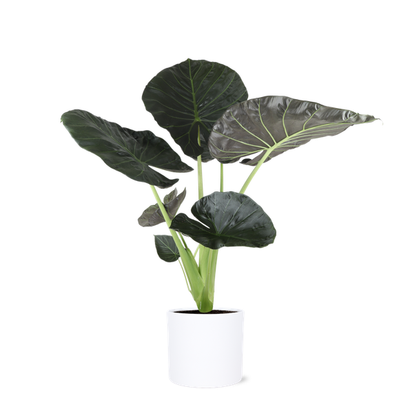 Alocasia Regal Shield Ø 24 cm – ↕110 cm im Übertopf Farbe WEISS