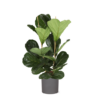 Ficus Lyrata – Ø24cm – ↕120cm in ERA antraciet pot