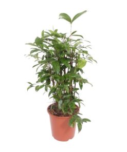 Dracaena Surculosa – Ø21cm – ↕80cm