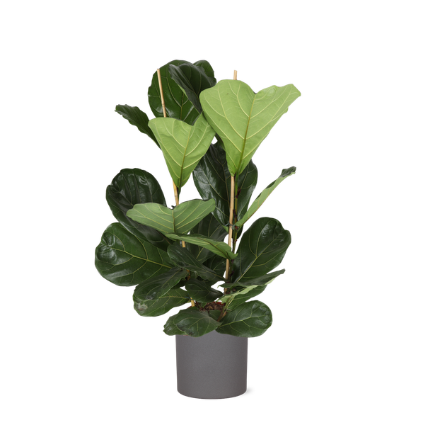 Ficus Lyrata – Ø24cm – ↕120cm in ERA antraciet pot