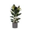 Ficus Elastica Robusta Ø24cm – ↕110cm in Era ANTRACIET pot