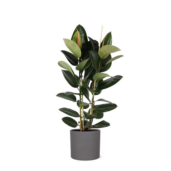 Ficus Elastica Robusta Ø24cm – ↕110cm in Era ANTRACIET pot