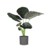 Alocasia Regal Shield Ø 24 cm – ↕110 cm im Übertopf Farbe ANTHRAZIT