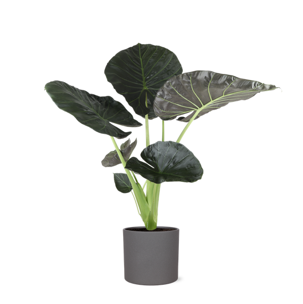 Alocasia Regal Shield Ø 24 cm – ↕110 cm im Übertopf Farbe ANTHRAZIT