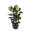 Ficus Elastica Robusta Ø27cm – ↕115cm in Boule ANTRACIET pot