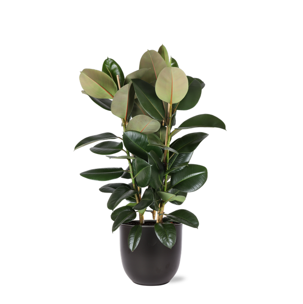 Ficus Elastica Robusta Ø27cm – ↕115cm in Boule ANTRACIET pot