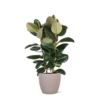 Ficus Elastica Robusta Ø27cm – ↕115cm in Boule TAUPE pot