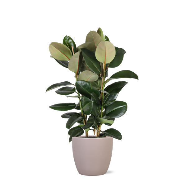 Ficus Elastica Robusta Ø27cm – ↕115cm in Boule TAUPE pot