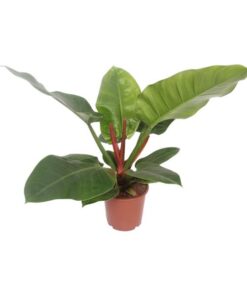 Philodendron Imperial Green – Ø17cm – ↕60cm