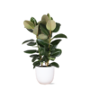 Ficus Elastica Robusta Ø27cm – ↕115cm in Boule WIT pot