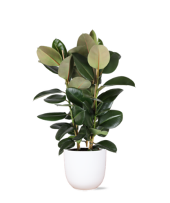 Ficus Elastica Robusta Ø27cm – ↕115cm in Boule WIT pot