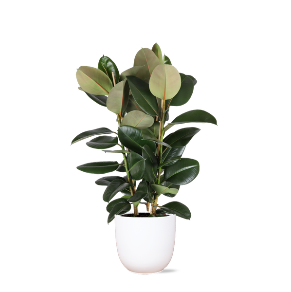 Ficus Elastica Robusta Ø27cm – ↕115cm in Boule WIT pot