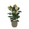 Ficus Elastica Robusta Ø27cm – ↕115cm in Boule OLIJF pot